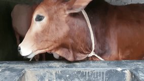 close up of two cow red and white color in a cow shade, 4k stock video footage.