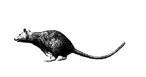 Stipple drawing of mouse running. 2d Animation motion graphics. Seamless looping animation.