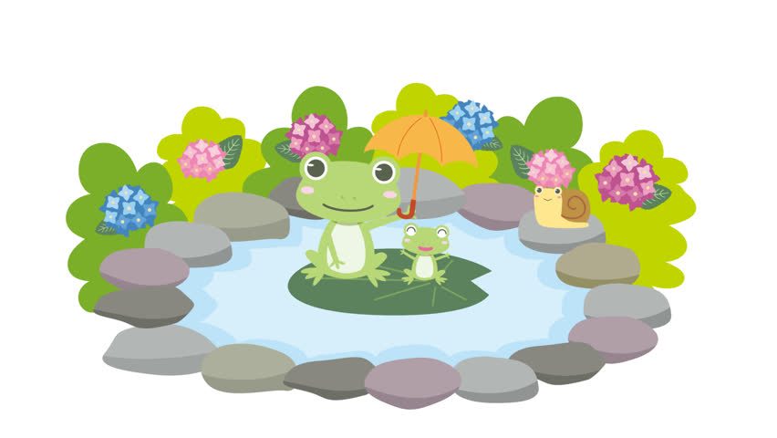 Hydrangea flowers during the rainy season