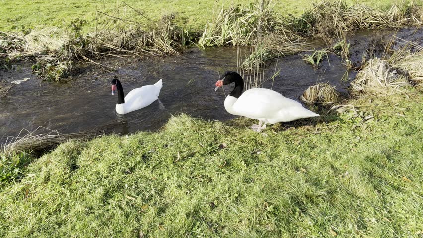 The black-necked swan is a species of swan (Cygnus), which belongs to the family of duck birds (Anatidae).