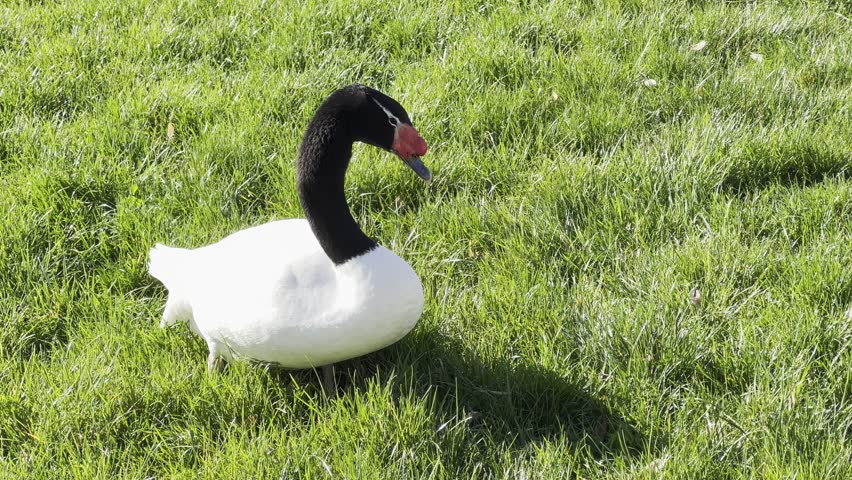 The black-necked swan is a species of swan (Cygnus), which belongs to the family of duck birds (Anatidae).