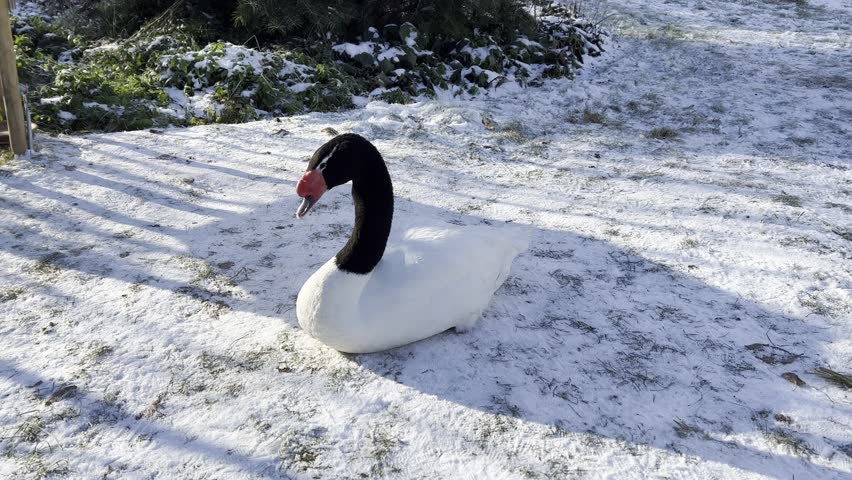 The black-necked swan is a species of swan (Cygnus), which belongs to the family of duck birds (Anatidae).