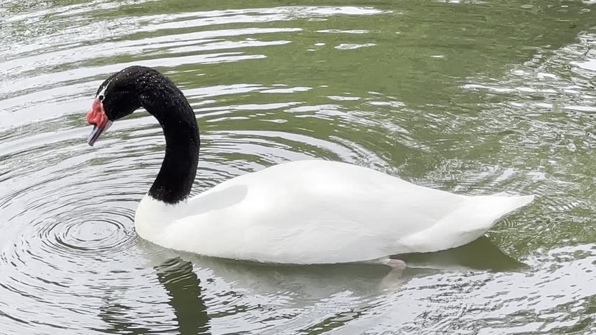 The black-necked swan is a species of swan (Cygnus), which belongs to the family of duck birds (Anatidae).