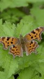 Vertical Video of a Comma Butterfly Resting in a Grass Meadow in Slow Motion
