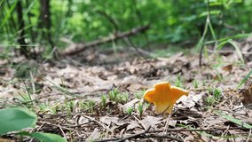 A man in the forest found the fungus Cantharellus cibarius, and plucked it out. High quality 4k footage