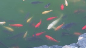 A lot of colorful fish swim in the pond. Red, white, yellow, black fish of different sizes are looking for food. High quality 4k footage