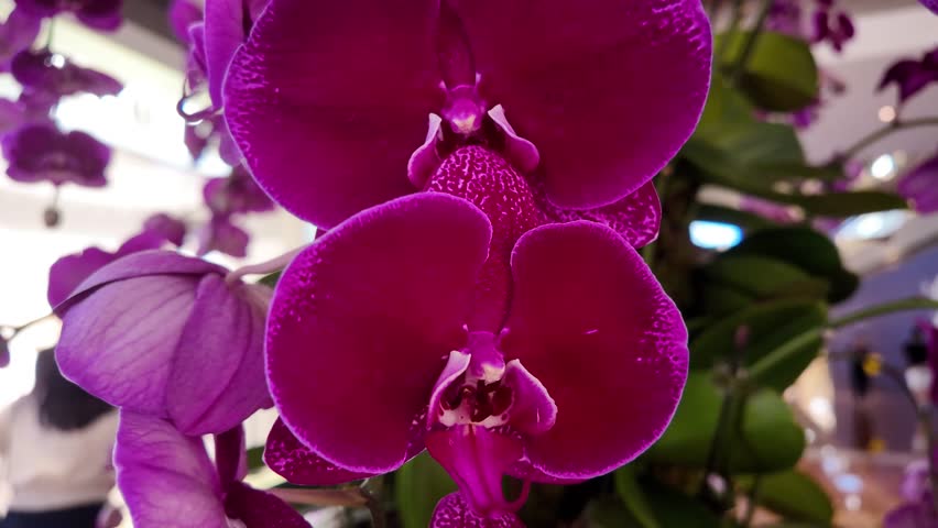 This slow-motion real footage captures the close-up shots of orchids inside the mall, showcasing the details of the flowers. The orchids bloom under the sunlight, flourishing during their flowering pe Royalty-Free Stock Footage #3485583323
