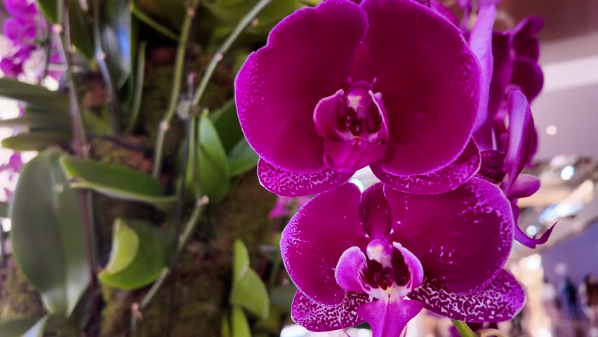 This slow-motion real footage captures the close-up shots of orchids inside the mall, showcasing the details of the flowers. The orchids bloom under the sunlight, flourishing during their flowering pe Royalty-Free Stock Footage #3485583327