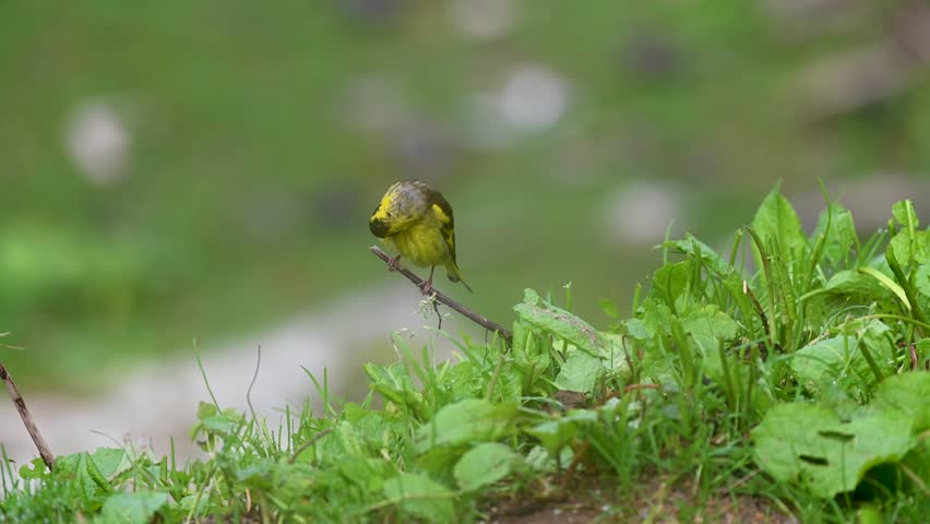 Beautiful yellow Himalayan small tiny bird sitting in the nature in the Indian Himalayas mountains