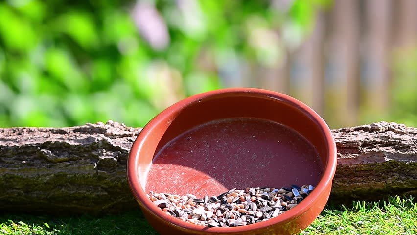 Bird, blue tit (Cyanistes Caeruleus), pecking grains and seeds from bird feeder bowl.