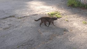 A cat is walking on a sidewalk. The cat is black and has a long tail. The sidewalk is made of concrete and has some cracks