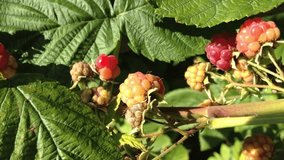 A bunch of ripe red raspberries hanging from a bush. The berries are small and red, and they are clustered together