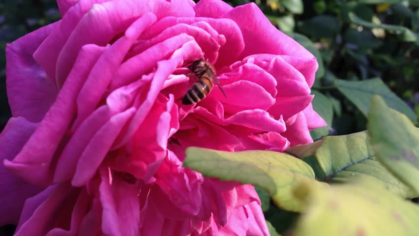 A bee is on a pink flower. The flower is pink and has a lot of petals