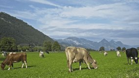 Cow pasture in Alps. Cows in pasture on alpine meadow in Switzerland. Cow pasture grass. Cow on green alpine meadow. Cow grazing on green field with fresh grass. Swiss cows. Cows in a mountain field. - Powered by Shutterstock - Get 15% off with code: PIKWIZARD15