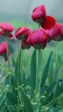 A drop of water on tulips, tulips flutter in the wind