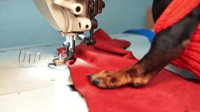 Dachshund dog paws standing on fabric passing through sewing machine. Adorable doggy diligently helps owner with animal clothes creation