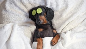 Dog lies under blanket with cucumber patches on eyes sleeping. Little pet rests on owner cozy bed comfortably sleeping happily in bedroom - Powered by Shutterstock - Get 15% off with code: PIKWIZARD15