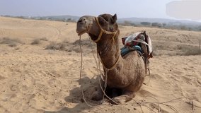pet camel with traditional sitting cart at desert at day from different angle video is taken at rajasthan, India.