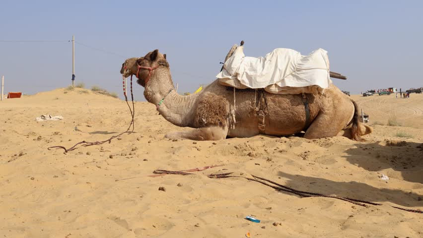 pet camel with traditional sitting cart at desert at day from different angle Royalty-Free Stock Footage #3485824069