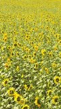 Vertical aerial video  of sunflower fields in Altai region. Siberia. Russia. Drone moves back.