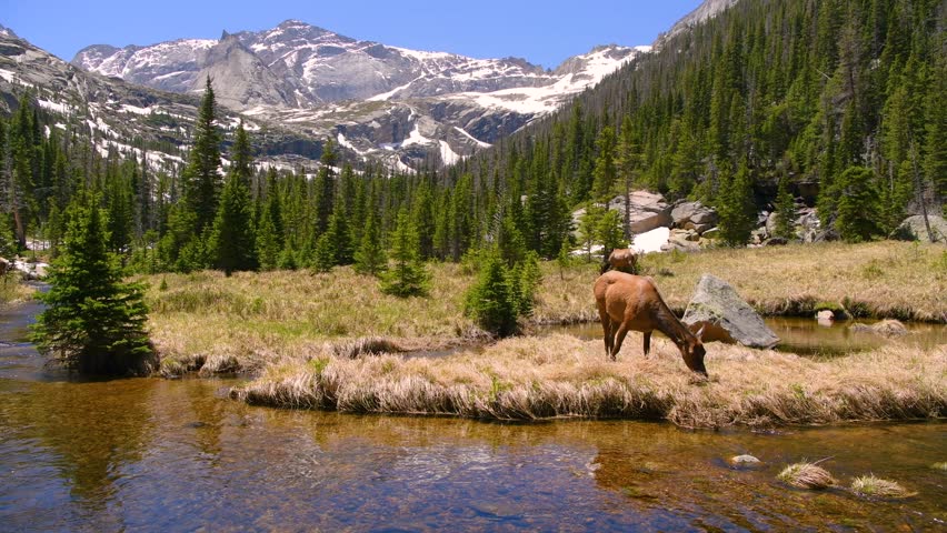 Elks at Glacier Creek - Closeup wide-angle view of female elks grazing along Glacier Creek, with Chiefs Head Peak towering in background, on a sunny Spring day. Rocky Mountain National Park, CO, USA.