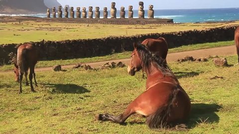 Horses in Rapa Nui (Easter Island)