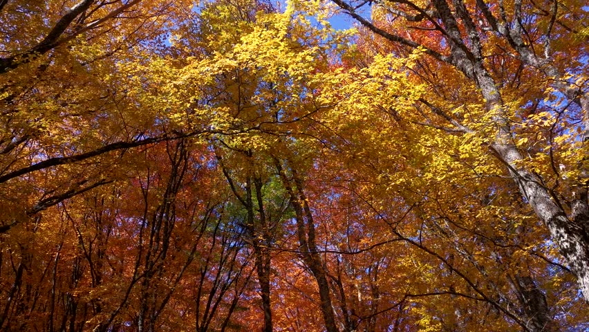 Autumn foliage view from below. Beech forest in bright sunlight. Illuminated orange leaves against a blue sky background. I look up. Movement of the camera in a circle. Natural colorful background
