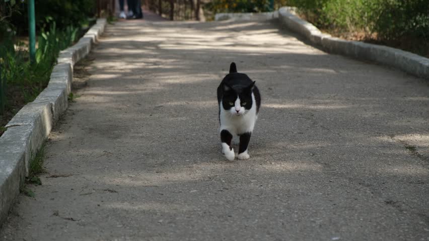 A black and white cat walks in the park. Walking along the footpath. A free independent street cat. The cat walks by itself. A little kitten walks towards the camera and looks into it. Funny moment