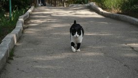 A black and white cat walks in the park. Walking along the footpath. A free independent street cat. The cat walks by itself. A little kitten walks towards the camera and looks into it. Funny moment - Powered by Shutterstock - Get 15% off with code: PIKWIZARD15