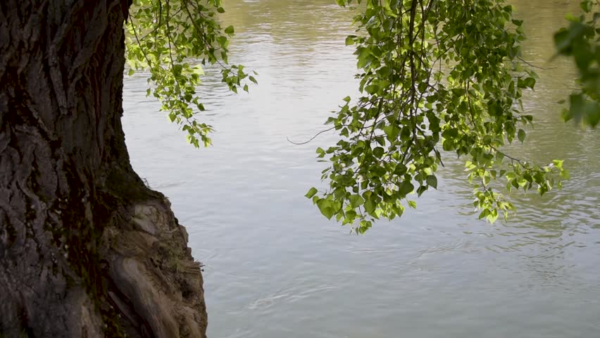 Time lapse of a landscape with a huge poplar on the river bank