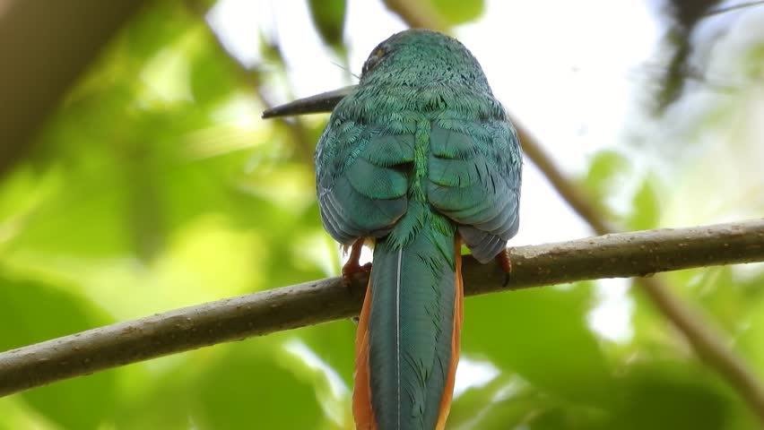 Closeup shot of Jacamar bird from behind twisting perching colorful feathers south American birds