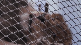 Lion puts front paws on chain link fence at outdoor zoo - close up on face - vertical video