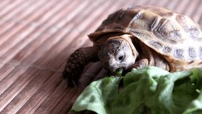 Closeup view of small Steppe tortoise (Testudo horsfieldii) during feeding.