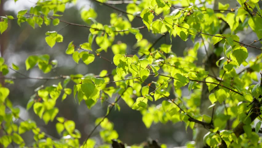 Nature sun plants tree branch leaves summer spring rays color