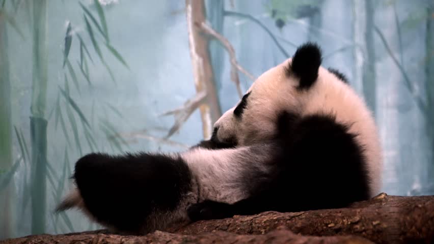 Funny black and white panda bear cub is seen laying down on a rock in this video