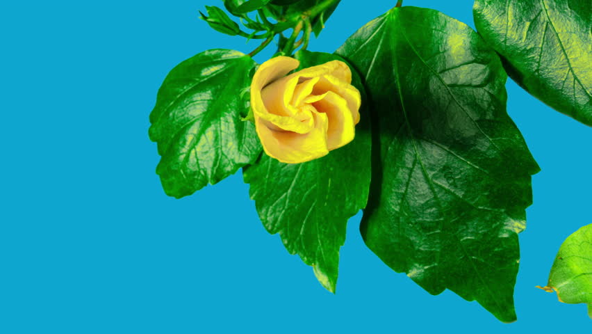 Hibiscus Flower Blooms. The Bud Opens and Blooms into a Large Yellow Flower with Red Insert. Time Lapse of a Blooming Hibiscus Flower On a Blue Background Royalty-Free Stock Footage #3486067809