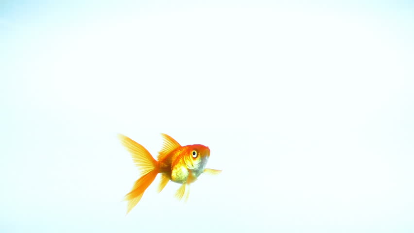A symbol of wealth and human prosperity, to catch a goldfish | Shutterstock HD Video #34860736