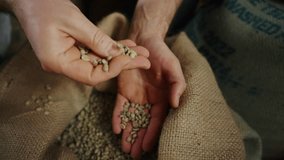 male hands picking fresh raw coffee beans from a bag at coffee production concept for making hot drinks. High quality 4k footage
