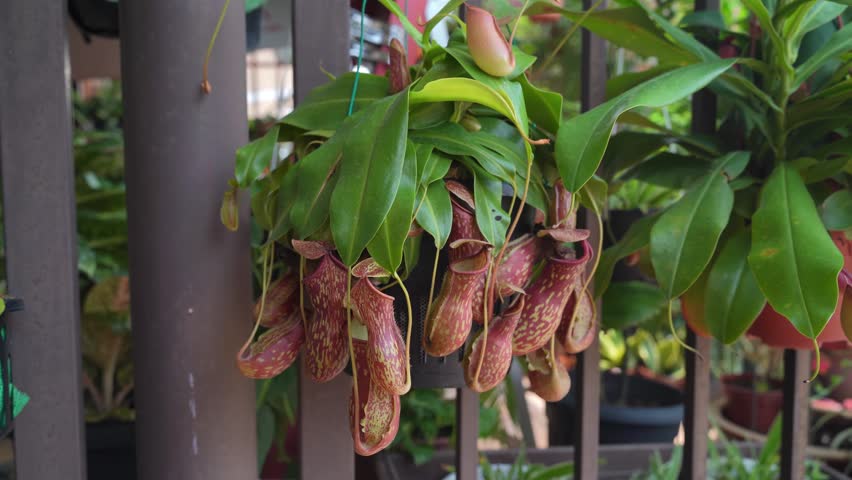 Close-up view of the Nepenthes Gaya. It is a beautiful tropical pitcher plant variety