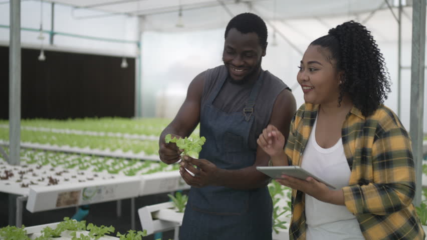 Entrepreneur work at hydroponic vegetable farm. Entrepreneur and modern farming.