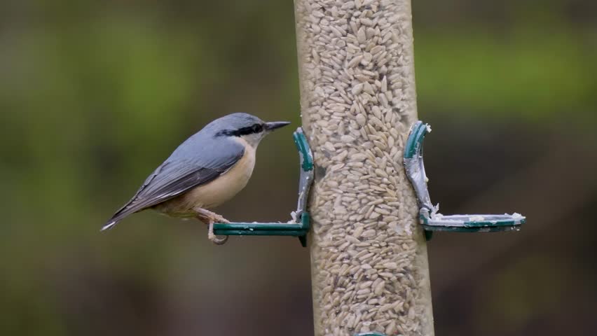 Nuthatch Feeding on a Bird Feeder