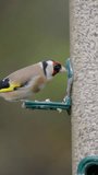 Vertical Video of a a Goldfinch eating in Slow Motion