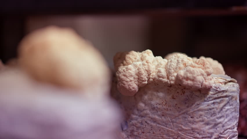 close-up lion's mane mushroom Eco-food Bio Vegetarian food Edible mushrooms Growing plastic bags