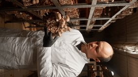 vertical video A mycologist from a mushroom farm grows shiitake mushrooms scientist examines mushrooms holding them in his hands