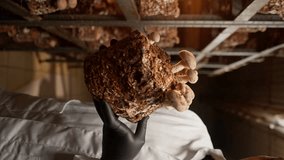 vertical video close-up A mycologist from a mushroom farm grows shiitake mushrooms scientist examines mushrooms holding them in his hands