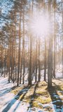 Vertical Footage Sunset Sun Sunshine In Sunny Early Spring Coniferous Forest. Sunlight Sun Rays Shine Through Pine Woods In Forest Landscape