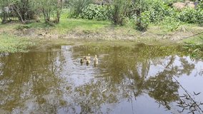 ducks are floating in a pond, countryside stock video clips 
