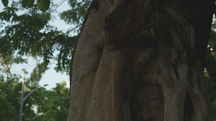  Captivating Face Sculpture Grown Within Tree Trunk, Cambodia