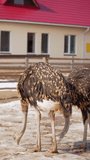 Ostrich stands tall on a wooden fence, at an ostrich farm. Selective focus. Vertical video