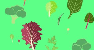 Flying salad leaves animation. Cartoon set green red raw leaves on green screen chroma key. Arugula, spinach, lettuce leaf, watercress. Organic ingredients for cooking healthy food. 4k Looped Footage
